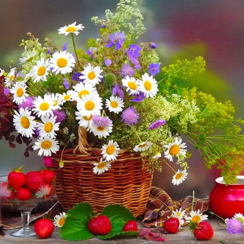 Ekologiczny Organiczny Nawóz z owczej wełny do Truskawek i Malin COMPO BIO 750 g nawozy (4).jpg