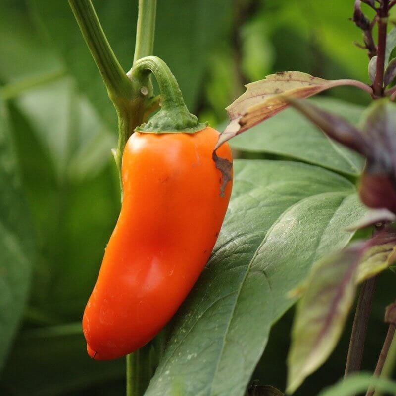 Papryka ostra JALAPENO ORANGE (2).jpg