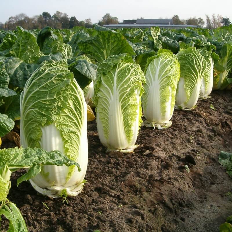 Uniwersalny Nawóz Ekologiczny Organiczny z owczej wełny  COMPO BIO 750g nawozy (3).jpg