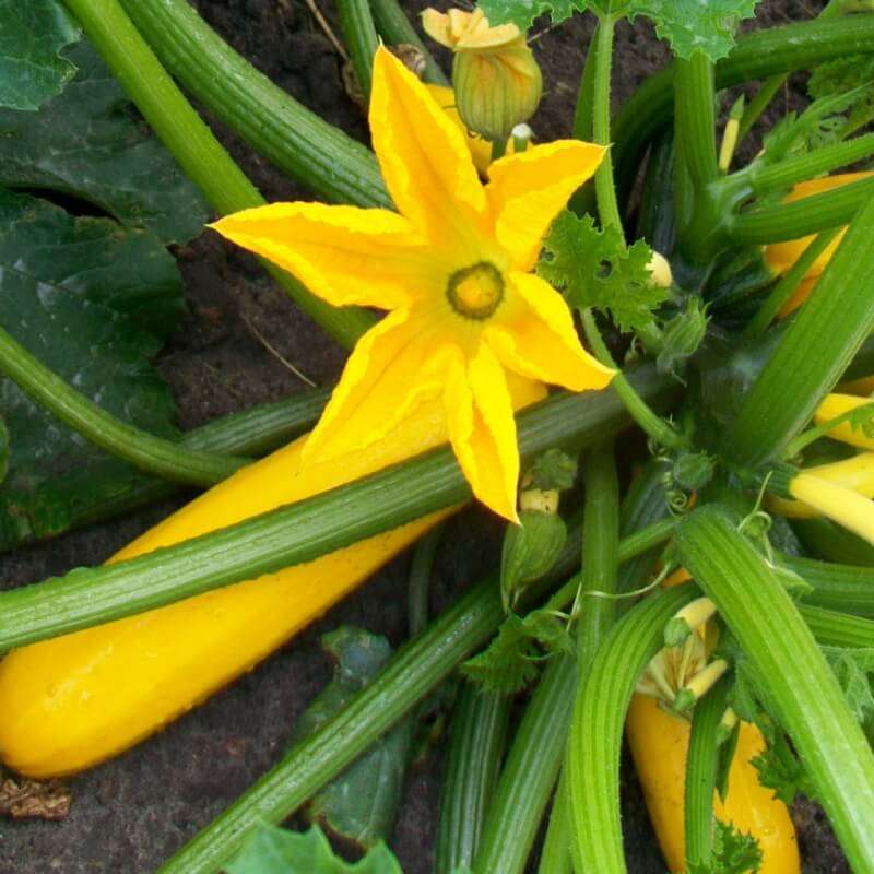 Uniwersalny Nawóz Ekologiczny Organiczny z owczej wełny  COMPO BIO 750g nawozy (4).jpg
