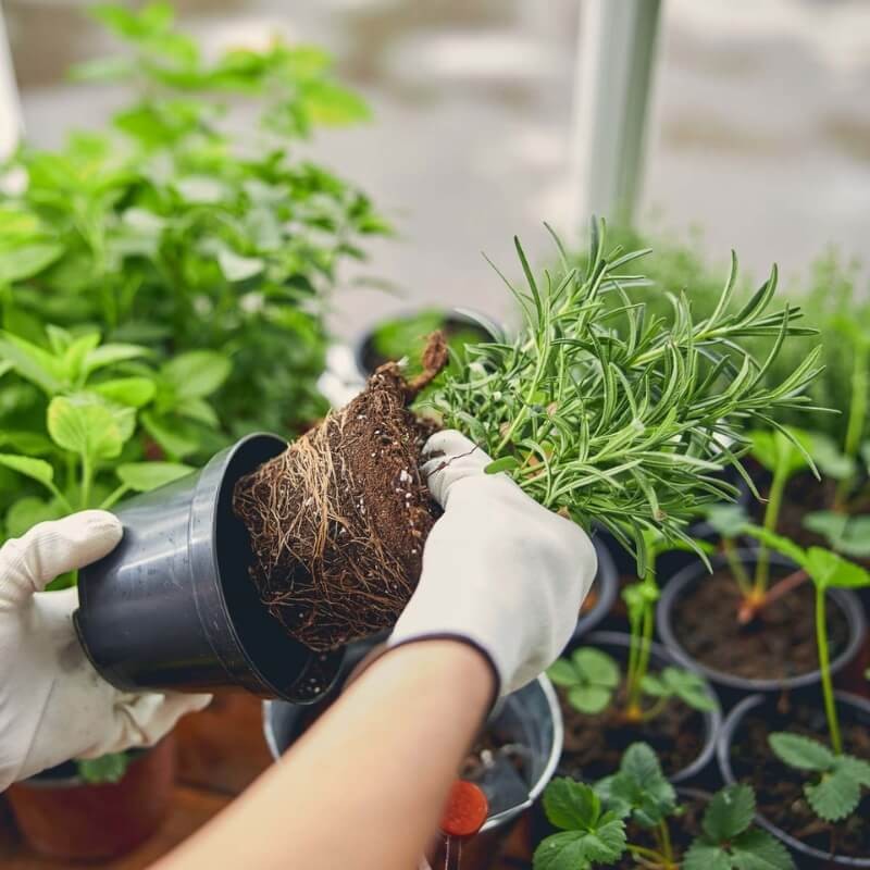 Ekologiczny Nawóz do Ziół COMPO BIO 500ml nawozy (4).jpg