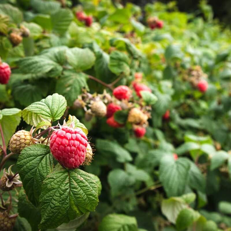 Ekologiczny Nawóz do Warzyw i Owoców COMPO BIO 500ml nawozy (4).jpg