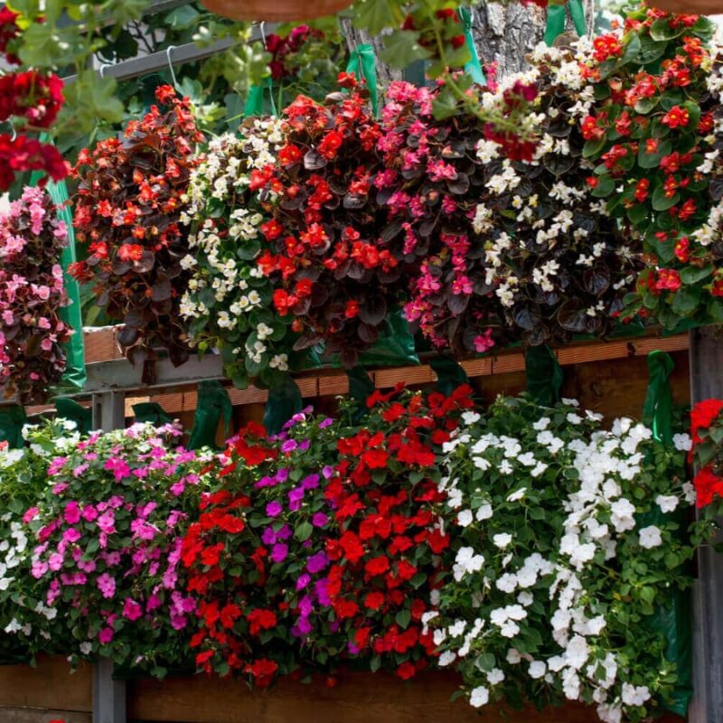 Planton® S nawóz do surfinii i innych petuni kaskadowych. 200g nawozy (3).jpg