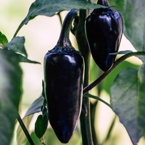Papryka ostra Jalapeno fioletowa nasiona