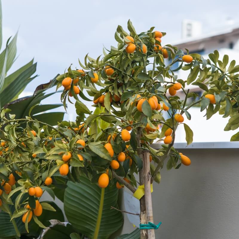 Planton® S nawóz do surfinii i innych petuni kaskadowych. 200g nawozy (4).jpg