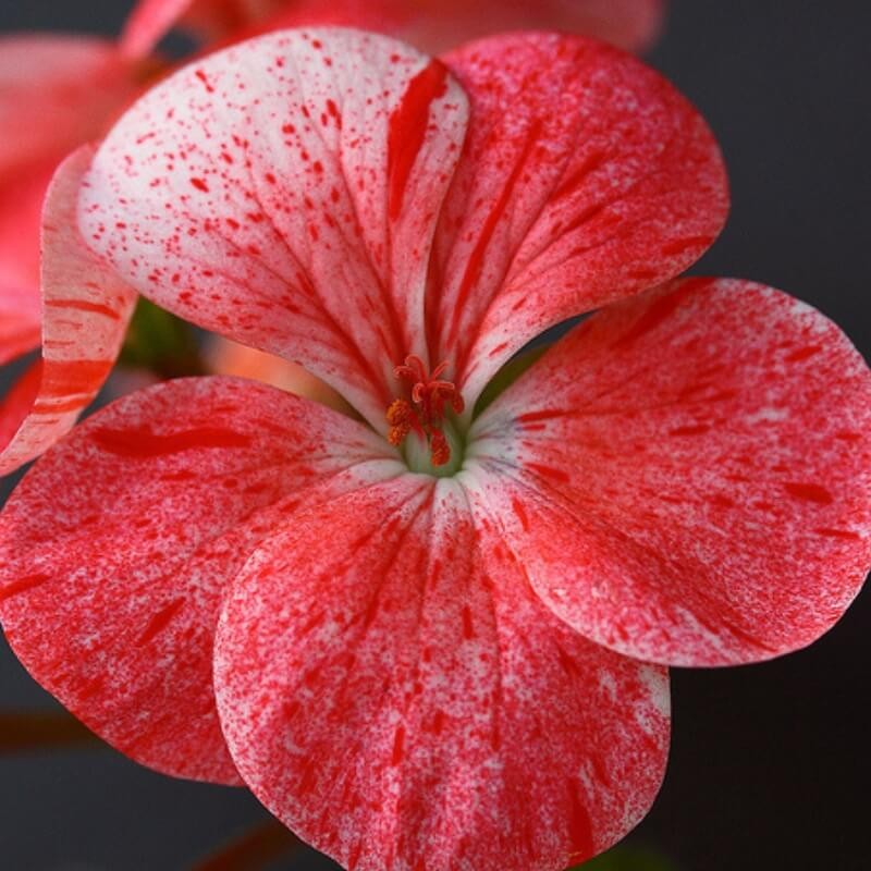 Planton® K nawóz do pelargonii i innych roślin kwitnących. 200g nawozy (4).jpg