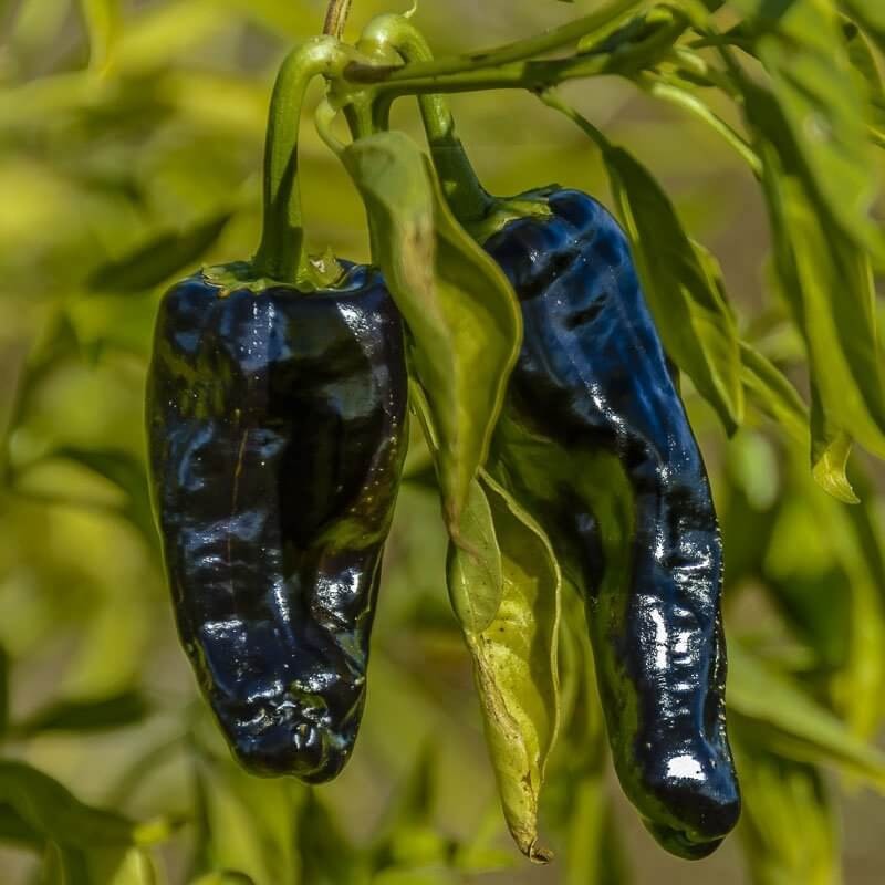 Papryka ostra JALAPENO Fioletowa (4).jpg