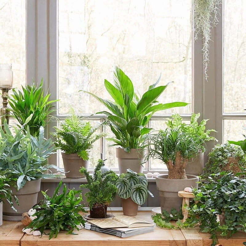 PLANTON® Z nawóz do roślin zielonych. 200g nawozy (4).jpg