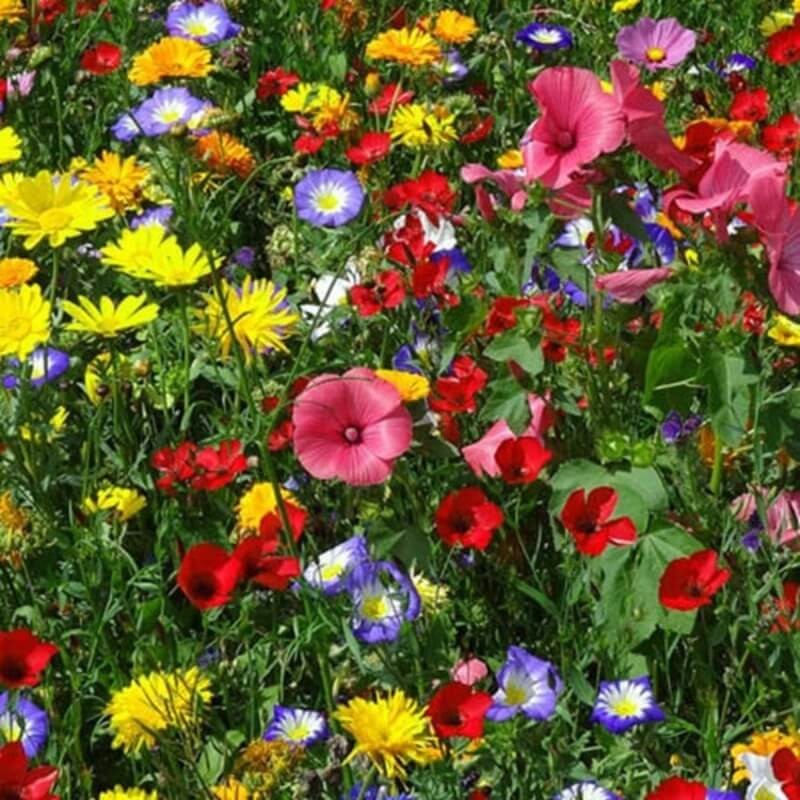 Sumin nawóz do łąki kwiatowej 1kg nawozy (4).jpg