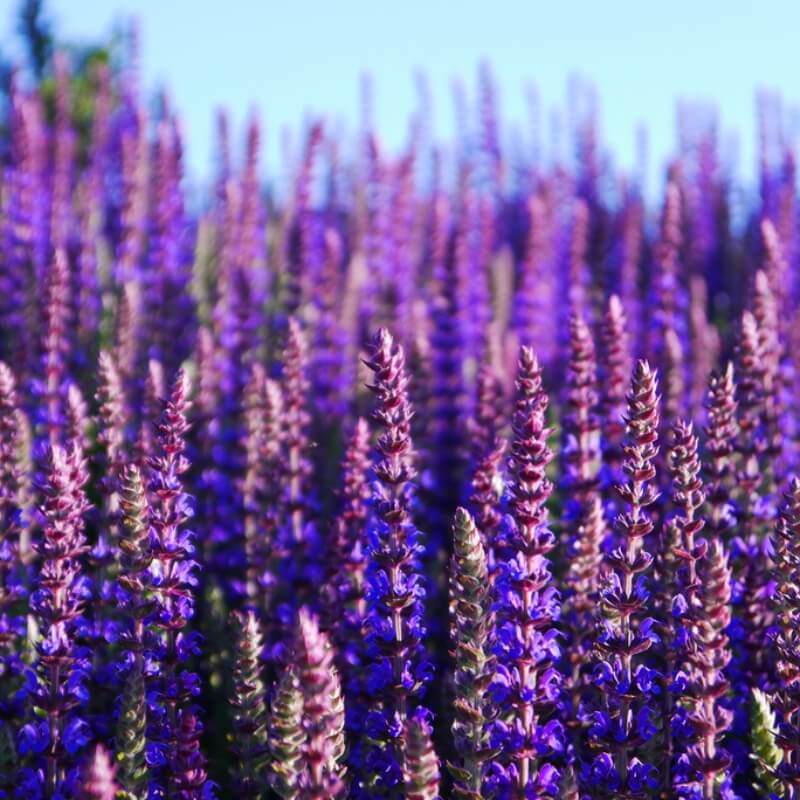 Sumin nawóz do lawendy 1kg nawozy (3).jpg