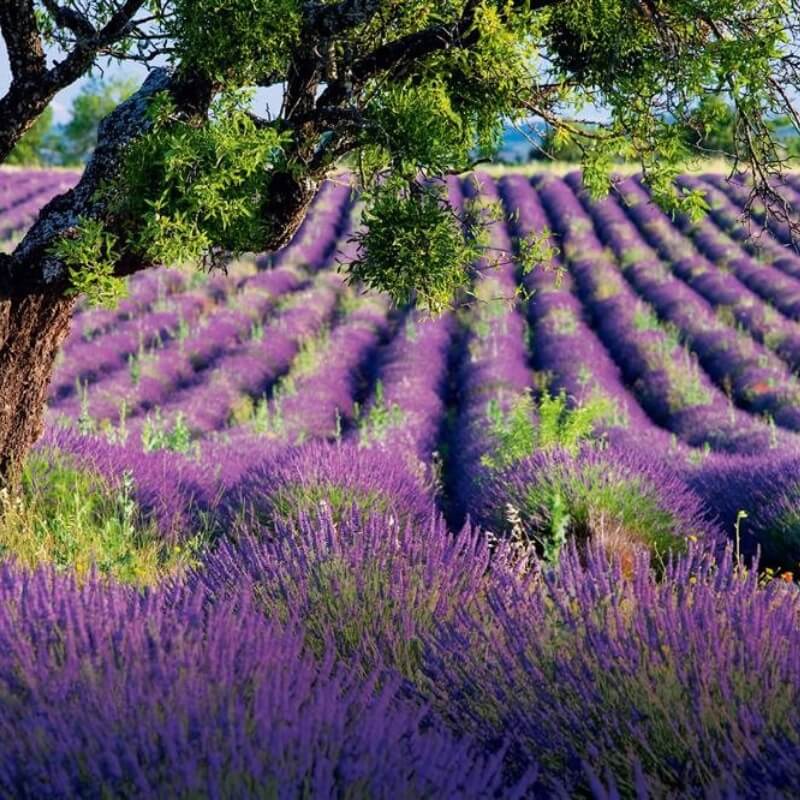 Sumin nawóz do lawendy 1kg nawozy (4).jpg