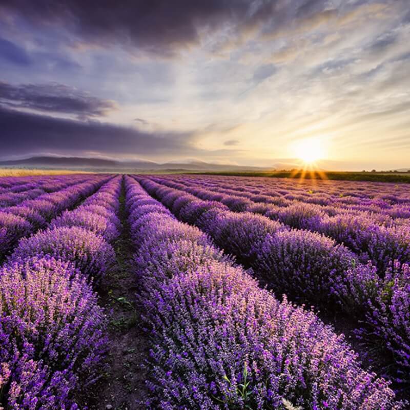 PLANTON® L nawóz do Lawendy. 200g nawozy (3).jpg