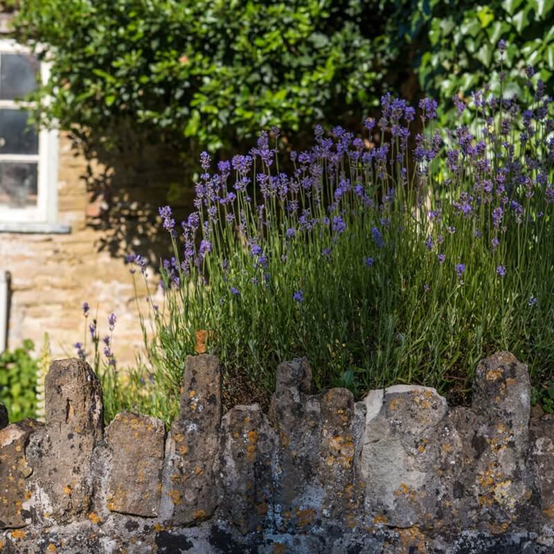 PLANTON® L nawóz do Lawendy. 200g nawozy (4).jpg