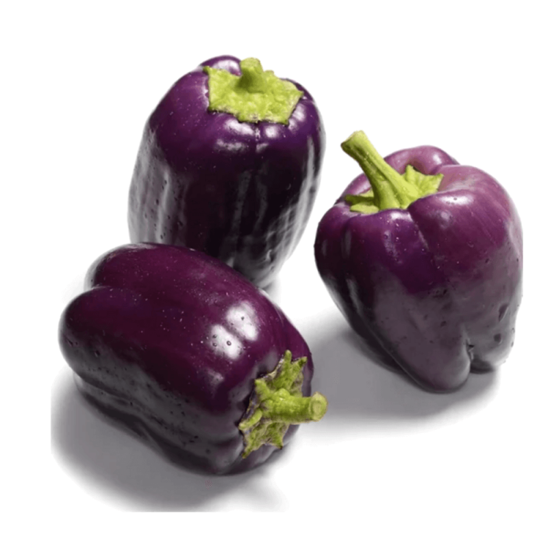 Papryka Fioletowa ODA (1).png