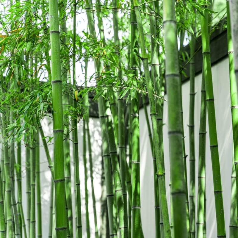 COMPO Nawóz do Bambusów i Traw ozdobnych długo działający 850g nawozy (3).jpg