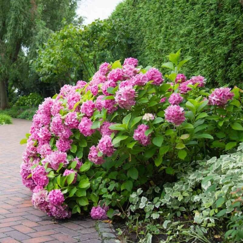 COMPO Nawóz płynny do hortensji COMPO 500 ml nawozy (3).jpg