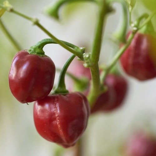 Papryka chili Giant Rocoto nasiona