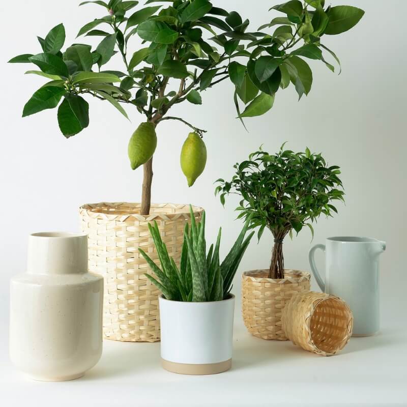 Nawóz płynny do roślin śródziemnomorskich COMPO 500 ml nawozy (3).jpg