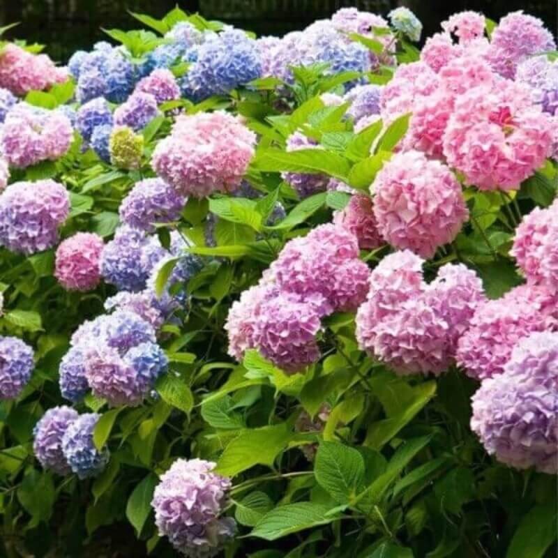 Sumin nawóz do hortensji 1kg nawozy (4).jpg