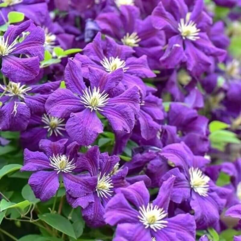 Sumin nawóz do powojników i innych roślin pnących 1kg nawozy (3).jpg