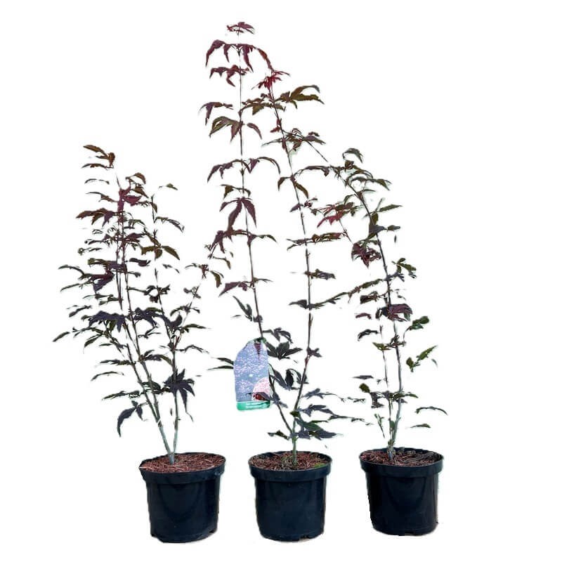 Klon Palmowy ATROPURPUREUM (Acer palmatum Atropurpureum) Sadzonka C2 (2).JPG