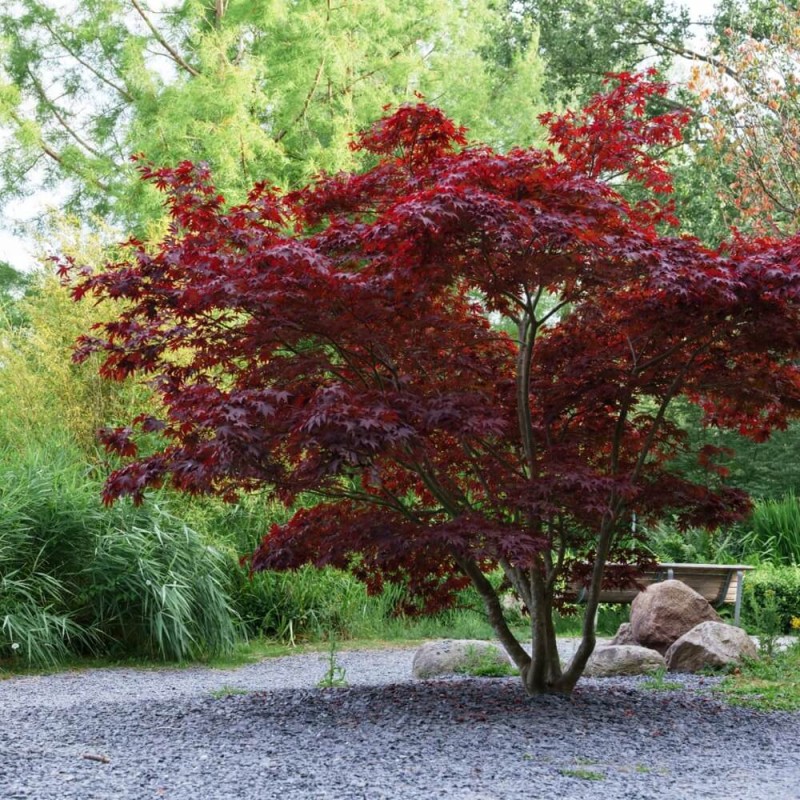 Klon Palmowy ATROPURPUREUM (Acer palmatum) Sadzonka C1 (4).jpg