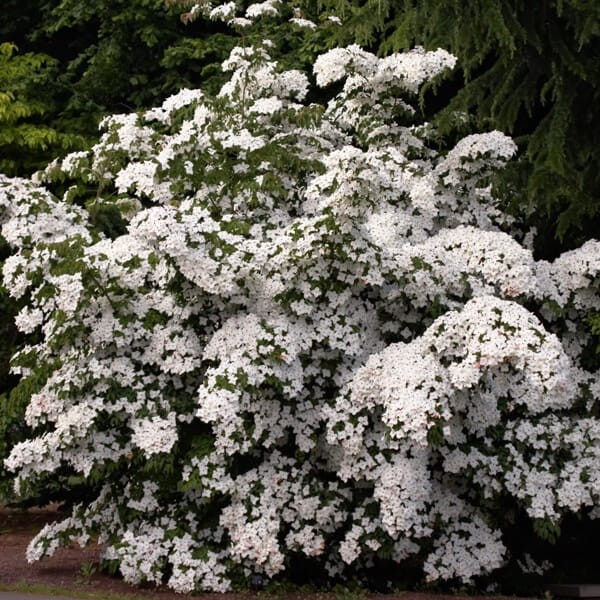 Dereń Kousa NICOLE (Cornus kousa 'Nicole') Szczepiony Sadzonka C5 (5).jpg