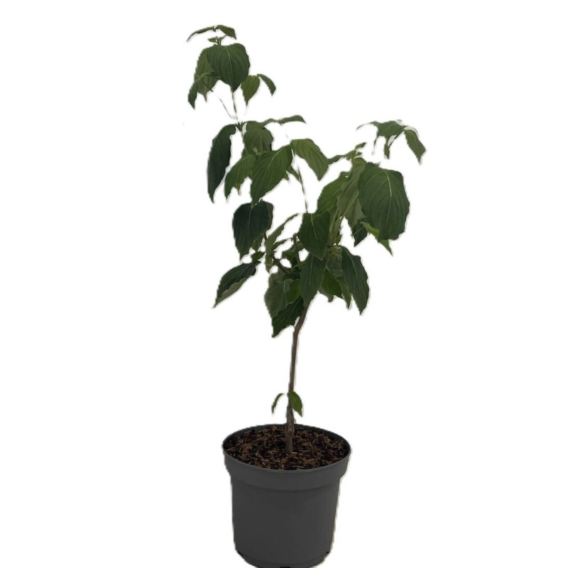 Dereń kousa odmiana chińska (Cornus kousa var. chinensis) sadzonka C2.jpg