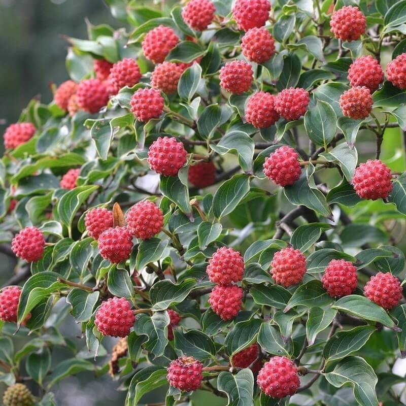 Dereń kousa odmiana chińska (Cornus kousa var. chinensis) sadzonka C2 (1).jpg