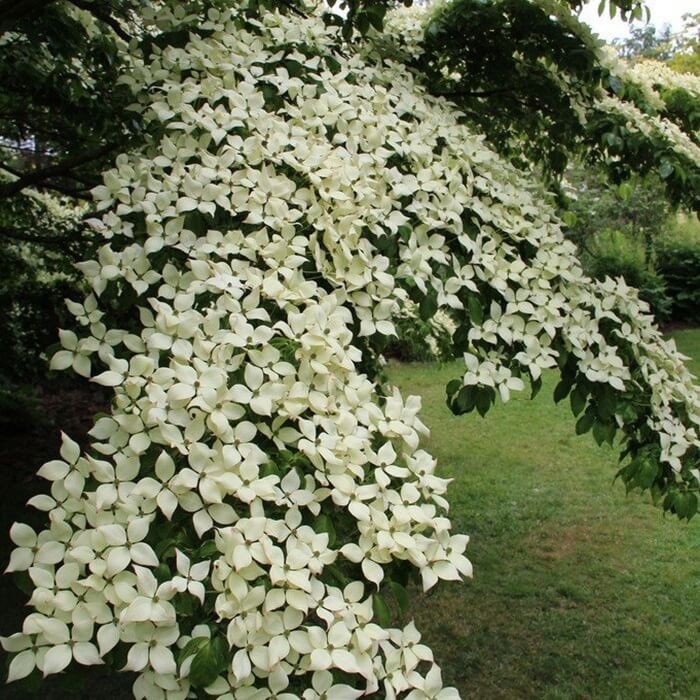 Dereń kousa odmiana chińska (Cornus kousa var. chinensis) sadzonka C2 (3).jpg
