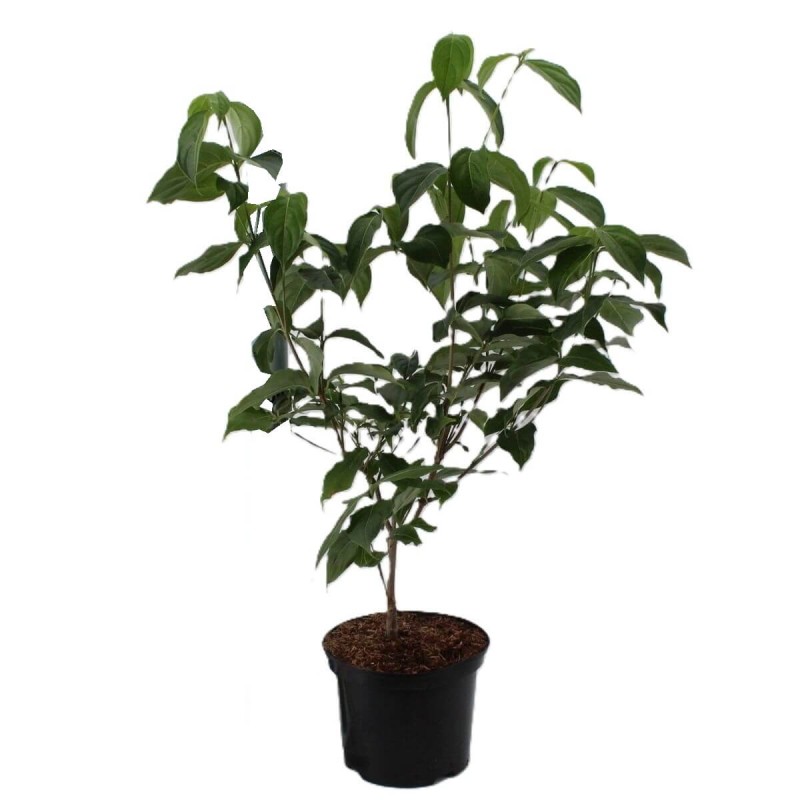 Dereń Kousa SATOMI (Cornus kousa 'Satomi') Szczepiony Sadzonka (2).jpg