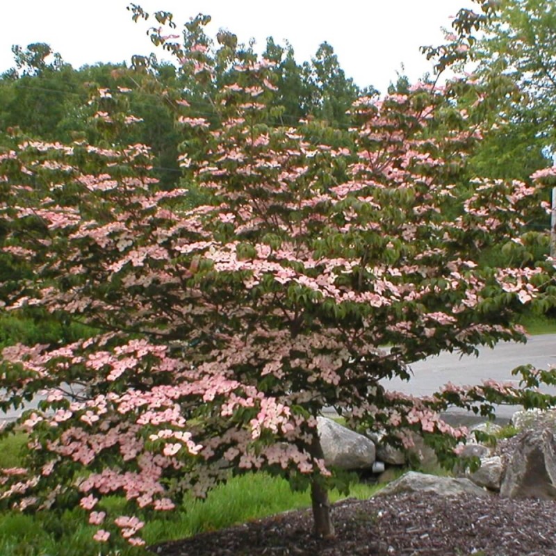 Dereń Kousa SATOMI (Cornus kousa 'Satomi') Szczepiony Sadzonka (3).jpg