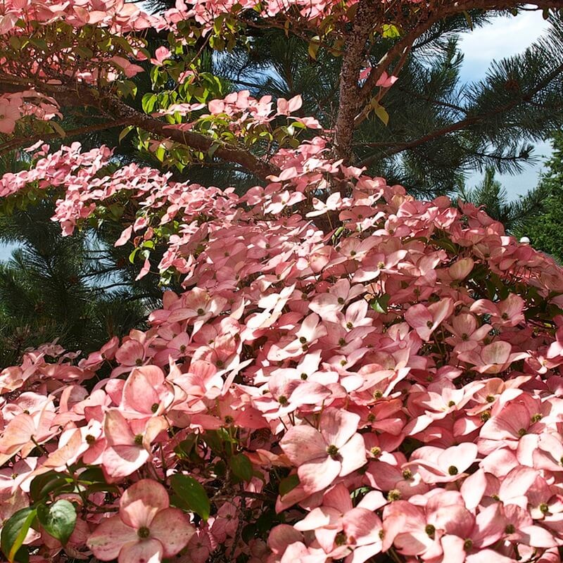 Dereń kwiecisty RUBRA (Cornus florida) Sadzonka (1).jpg