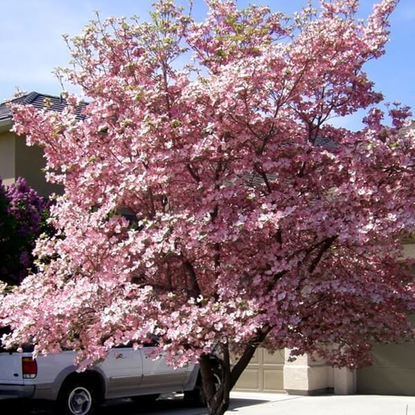 Dereń kwiecisty RUBRA (Cornus florida) Sadzonka.JPG