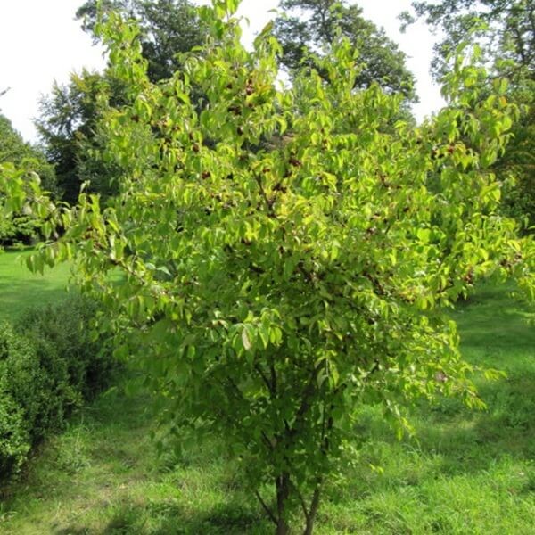 Dereń Jadalny (Cornus mas) Sadzonka C1C2 (3).jpg