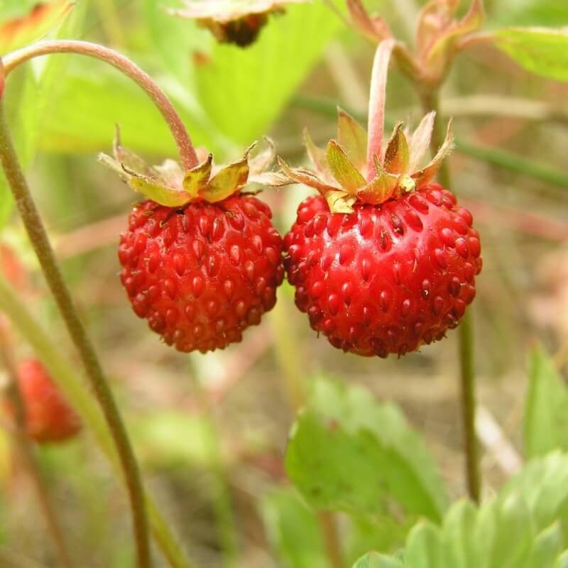 Sumin nawóz do truskawek i poziomek 1kg nawozy (4).jpg