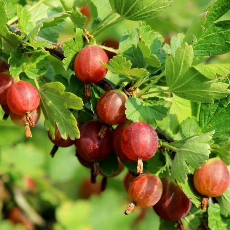 Sumin nawóz do drzew i krzewów owocowych 1kg nawozy (3).jpg