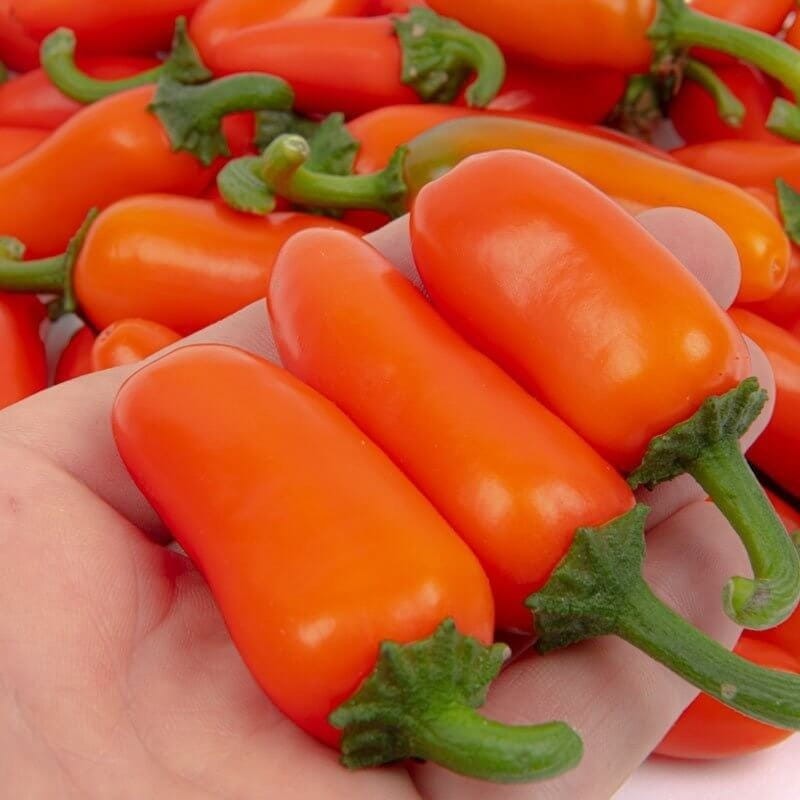 Papryka ostra JALAPENO ORANGE (1).jpg