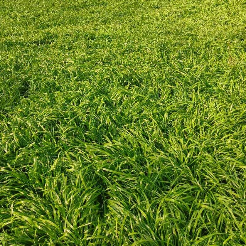 Kreda trawnikowa granulowana na 160m2. Nawóz do trawników. 10kg nawozy (3).jpg