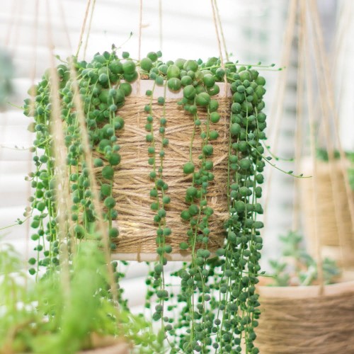 Starzec Rowleya sznur pereł roślina domowa P12