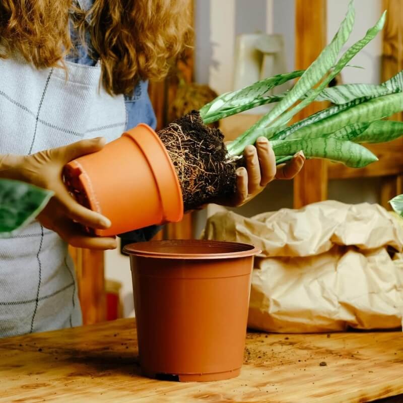 Spray do przesadzania roślin ZDROWY KORZEŃ nawozy (3).jpg