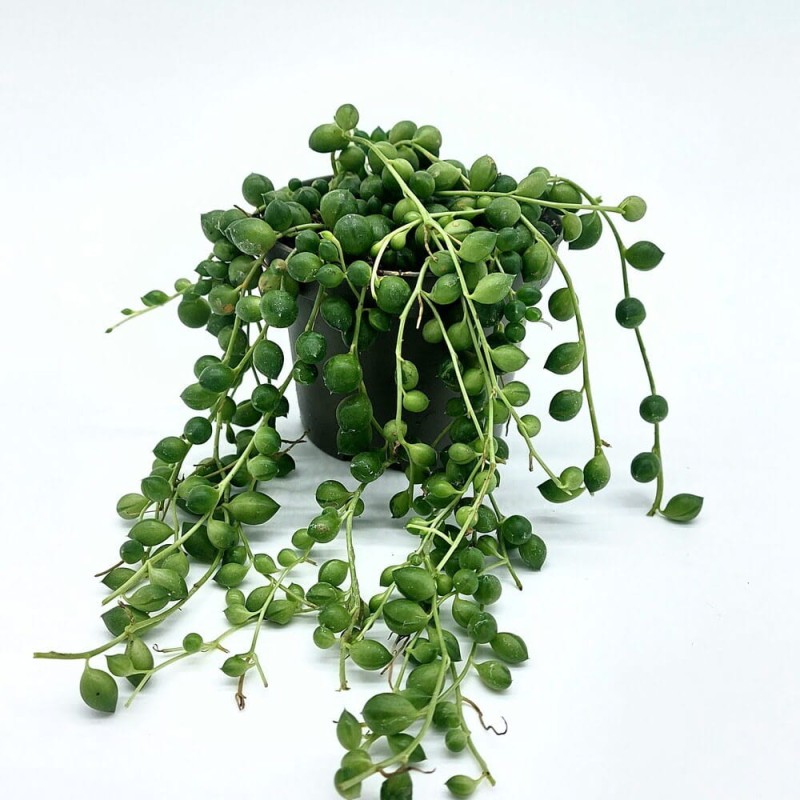 starzec senecio sadzonka p12 niska cena