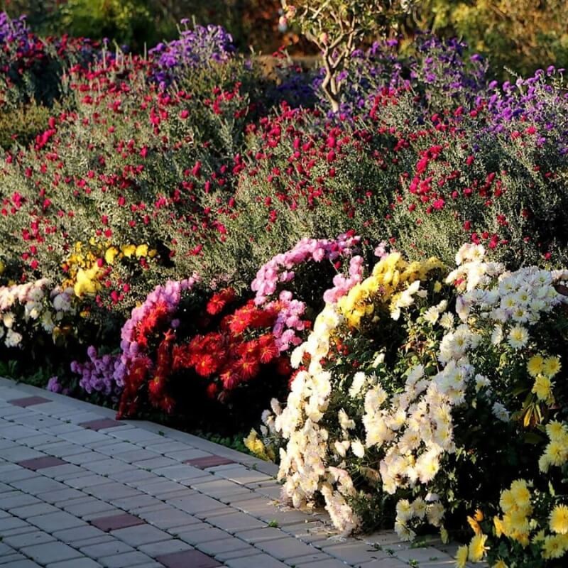 PLANTON® Nawóz do róż i kwiatów ogrodowych 1kg nawozy (4).jpg