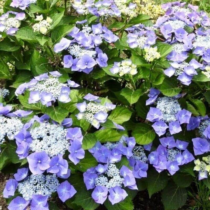 PLANTON® Nawóz do rododendronów, azalii, hortensji i borówek 1kg nawozy (3).jpg