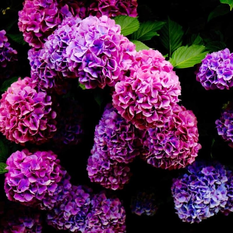 PLANTON® Nawóz do rododendronów, azalii, hortensji i borówek 1kg nawozy (4).jpg