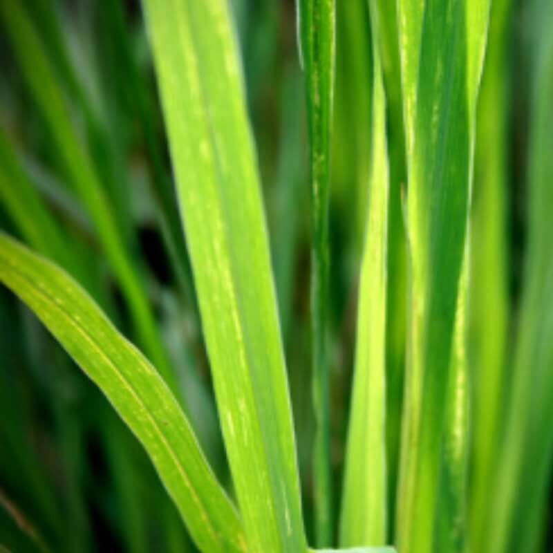 PLANTON® Nawóz do trawników 1kg nawozy (4).jpg