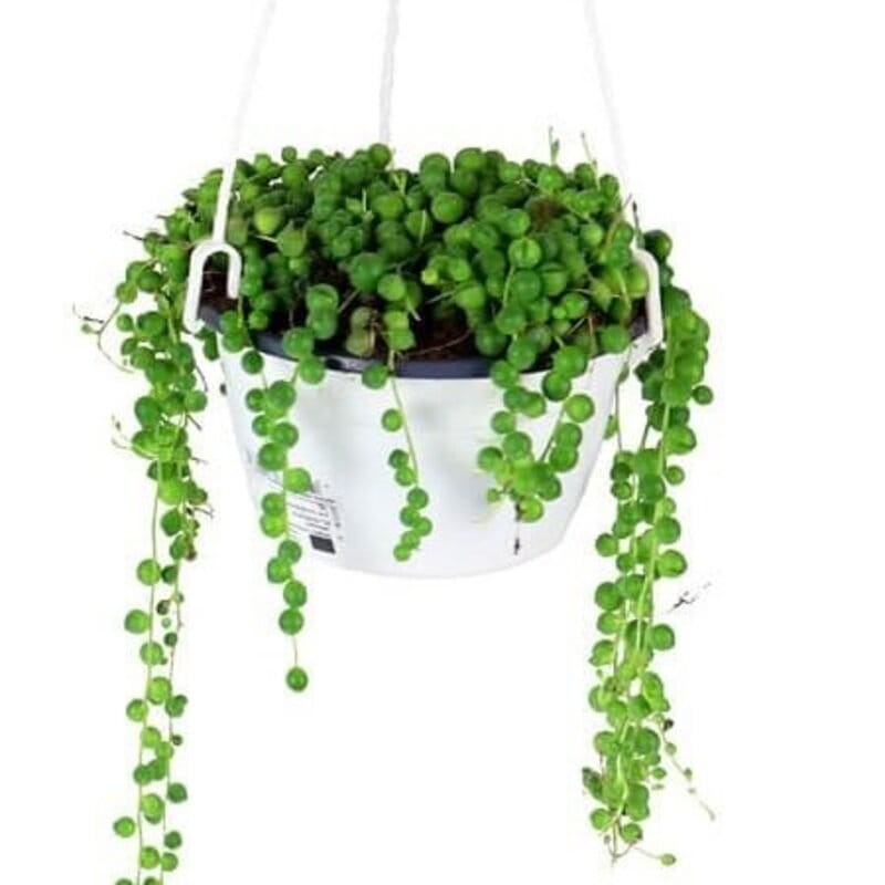 senecio wisząca doniczka p14.jpg