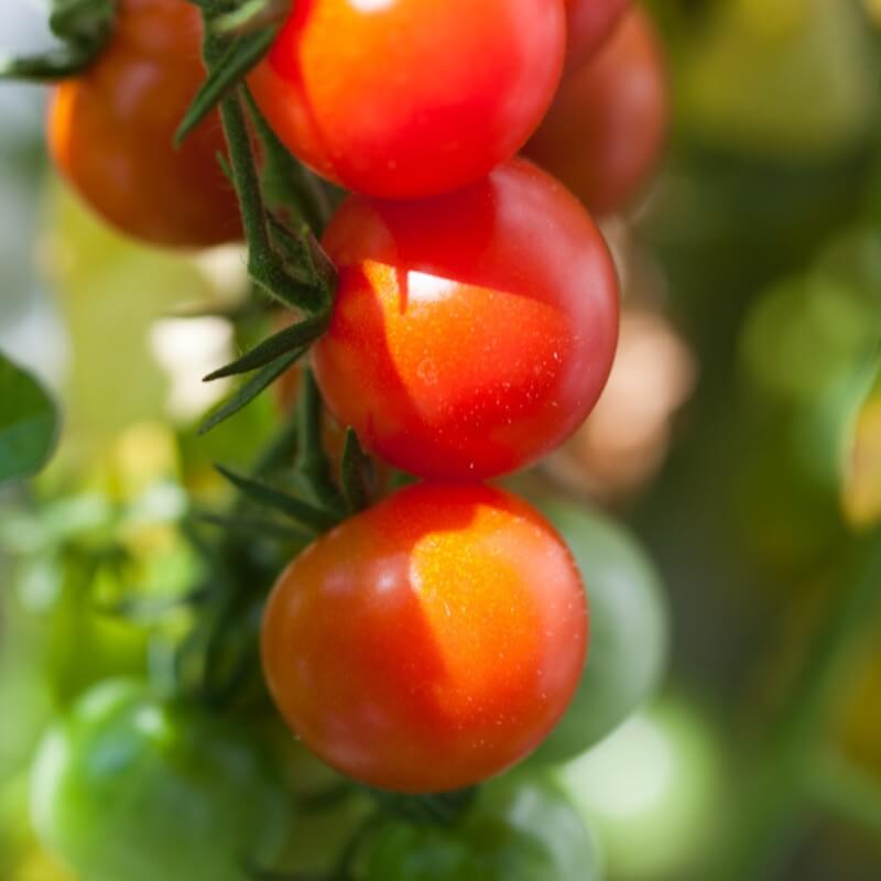 Spray z cynkiem zdrowy pomidor, fasola, truskawka, papryka nawozy (3).jpg