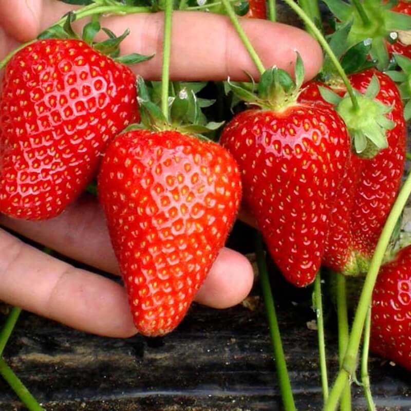 Spray z cynkiem zdrowy pomidor, fasola, truskawka, papryka nawozy (4).jpg