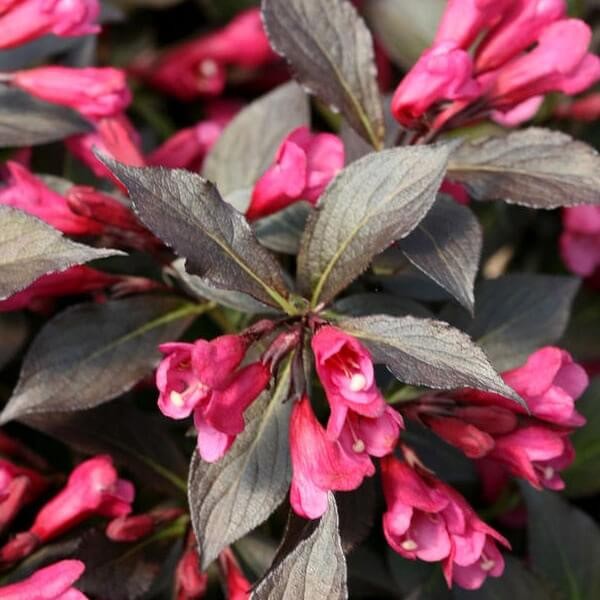 Krzewuszka cudowna 'Minor black ®' (Weigela florida) Sadzonka  (1).jpg